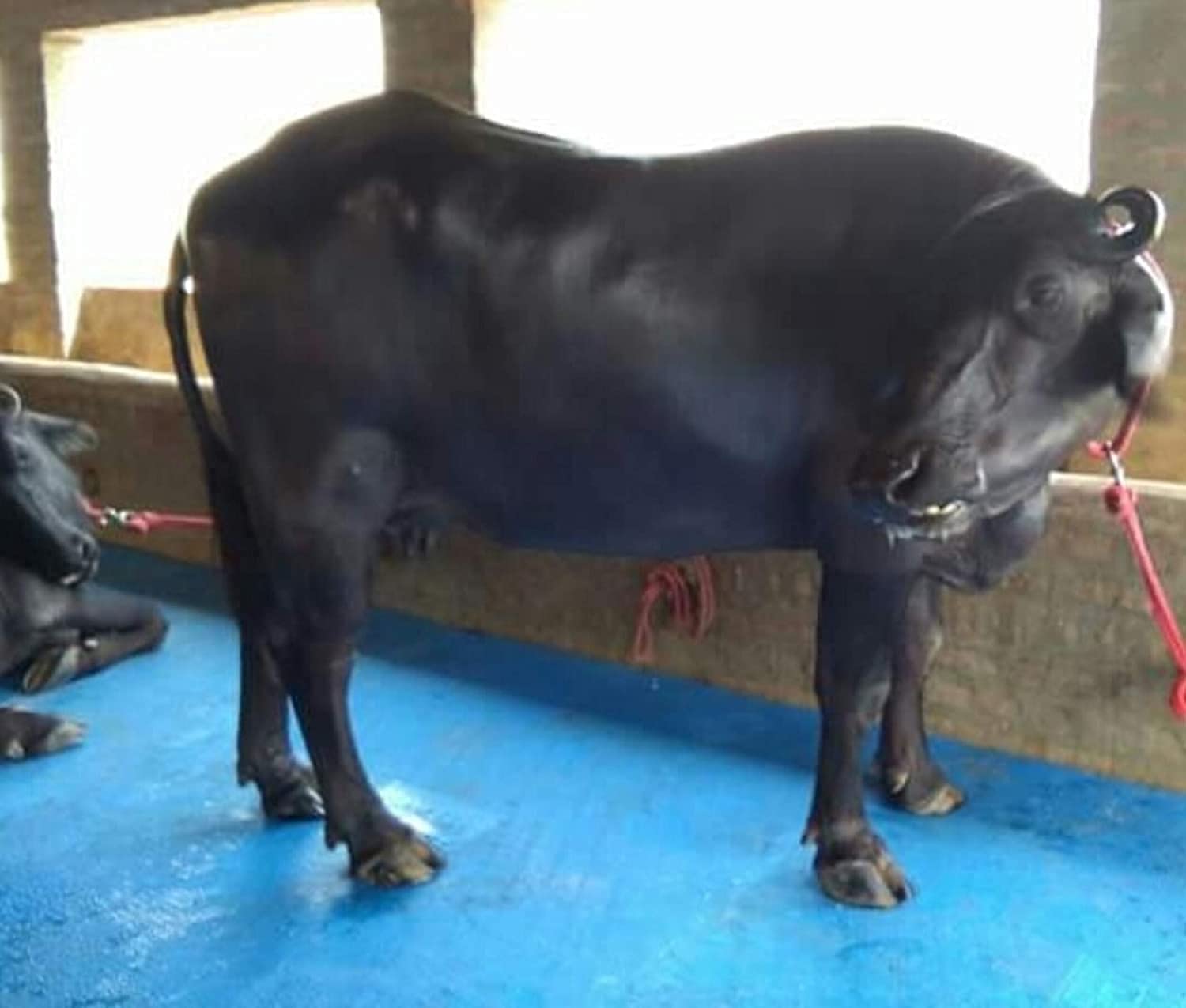 See full amazon price history chart for DM DASII MAT Haryana Shakti Long Lasting Ethylene Vinyl Acetate Free Easy Clean Raised Edges Waterproof Animal Feeding Mat for Cow, Buffalo & Bull(Deluxe, Blue) DM DASII MAT Haryana Shakti Long Lasting Ethylene Vinyl Acetate Free Easy Clean Raised Edges Waterproof Animal Feeding Mat for Cow, Buffalo & Bull(Deluxe, Blue) (B09K6HVHN6) Amazon Price History, Amazon Price Tracker