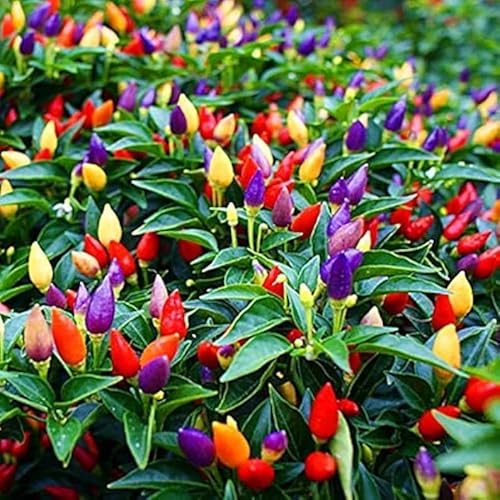 Semi di Peperoncino Ornamentale Rainbow, Piccantezza Media, buono da mangiare o per Decorazione