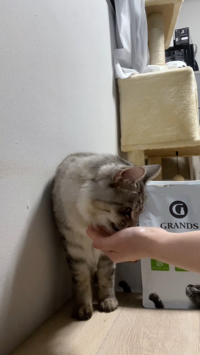 Amazon | GRANDS (グランツ) 無添加 グレインフリー 全猫種・全年齢用