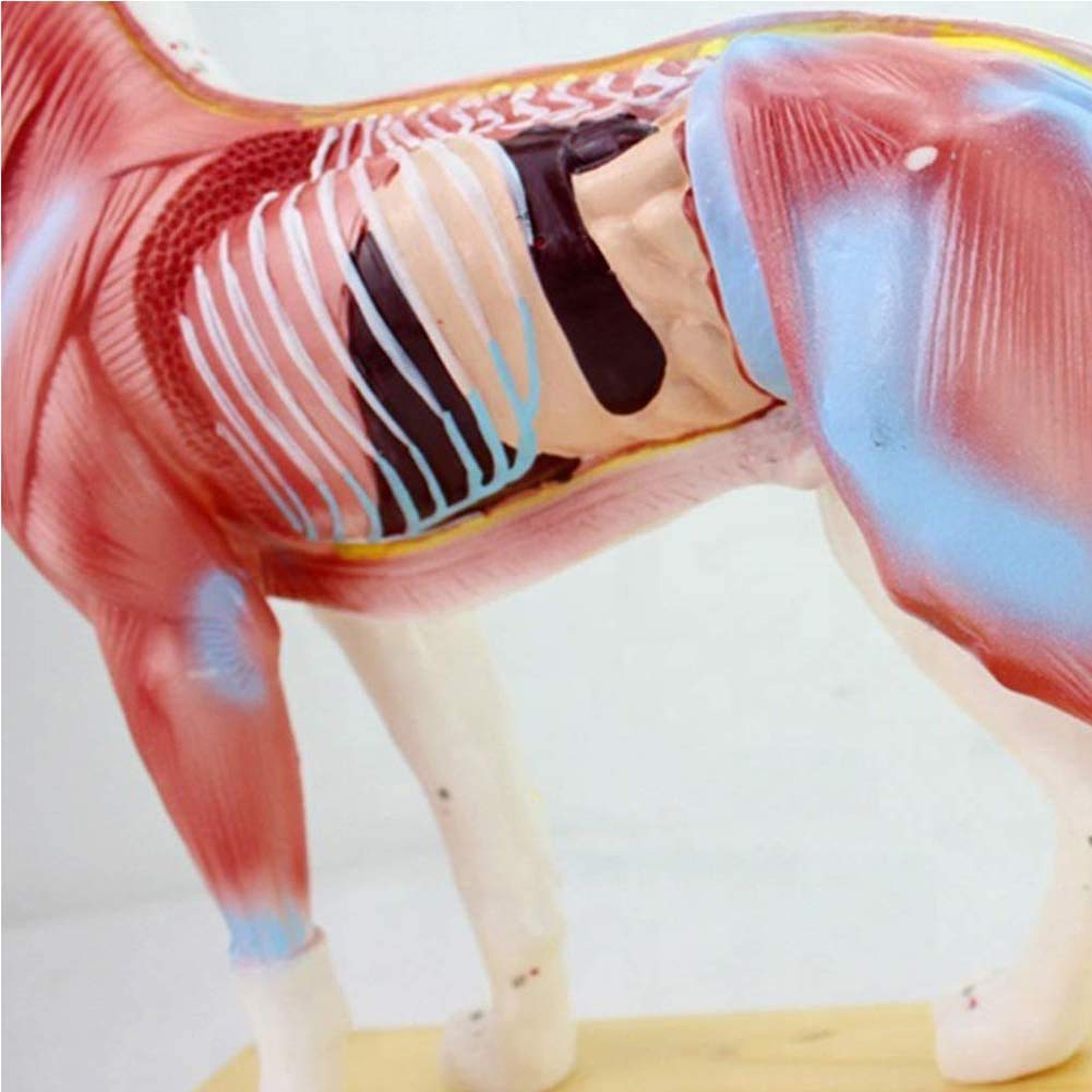 Model anatomiczny psa - akupunktura ciała psa model akupunktury anatomii zwierząt nauczanie laboratoryjne, 72 logo