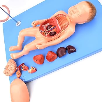 Amazon.co.jp: 新生児内臓解剖モデル、胎児解剖モデル、へその緒と胎盤