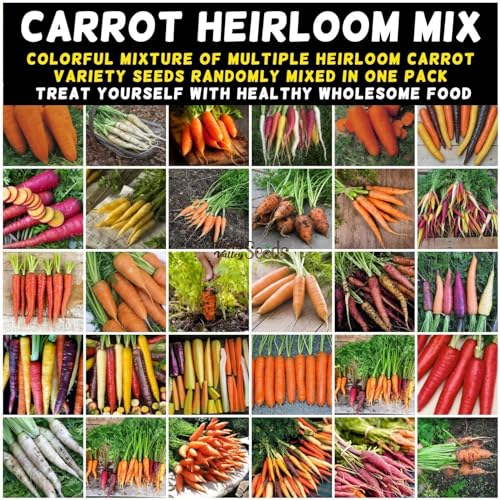 Carrot Mix 100 Seeds Vegetable Garden Spring Autumn Winter Veg