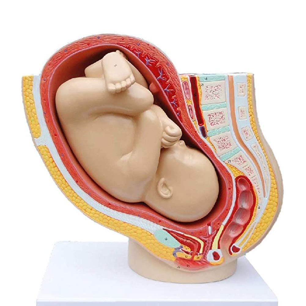 Sjdopulse Women's Anatomical Pelvic Model - Human Pregnancy Full-Term Fetal Pelvic Model - Obstetrics And Gynecology Reproductive Health Teaching,Pregnancy Fetal 9Th Month