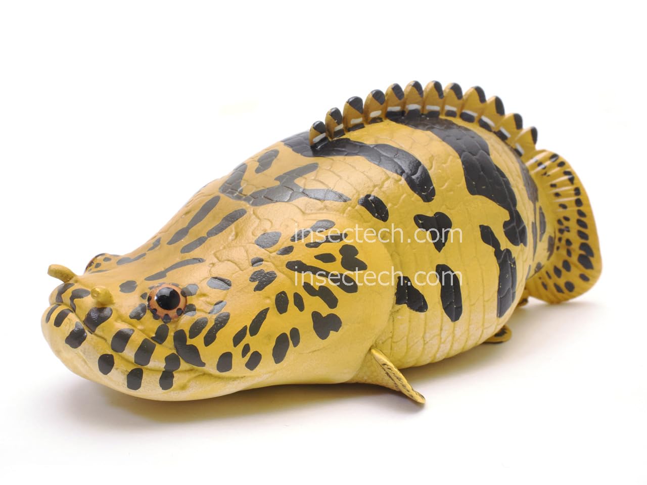 Amazon.co.jp: 【動物の惑星】ポリプテルス・エンドリケリー Amazon.co.jp: 【動物の惑星】ポリプテルス・エンドリケリー