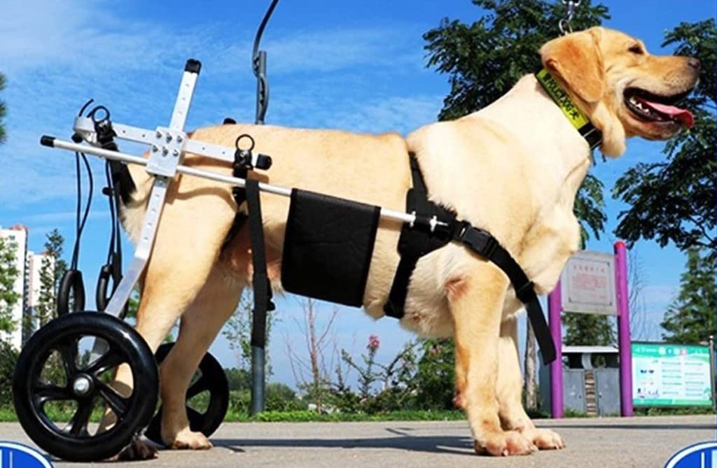 REMEK Passeggini Sedia A Rotelle Cane E Cuccioli per Zampe Posteriori Carrello per Cani Anziani Feriti Disabili per La Riabilitazione delle Zampe per 1~10 kg