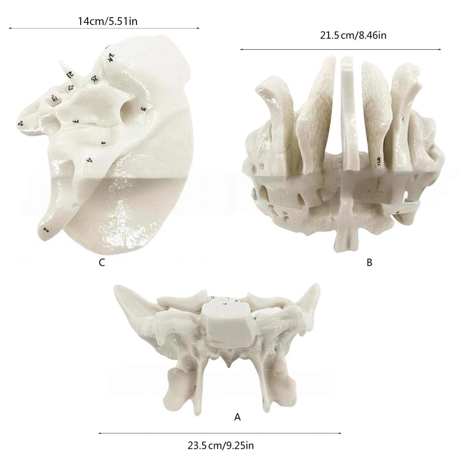 Menschliches Skelettmodell für die Anatomie des Ethmoidknochens, Lehrmittel, praktisches Schläfenbein, Krankenhausbedarf, menschliche Skelettanatomie