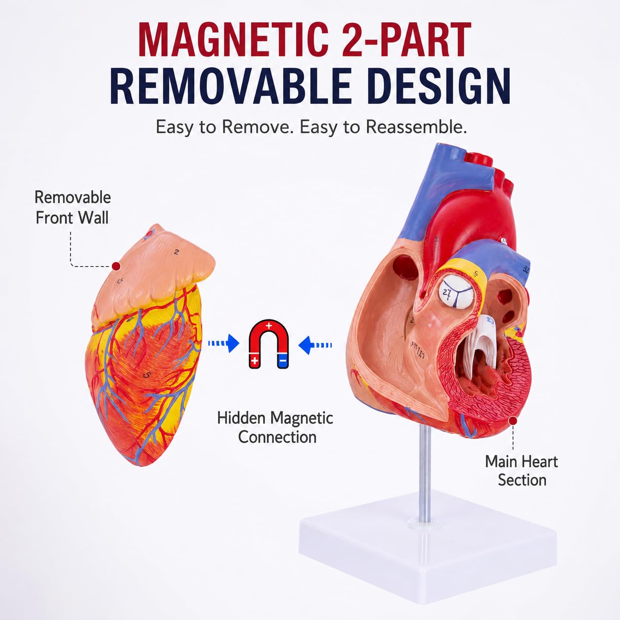 Life Size Heart Model - 34 Anatomy Structures -3