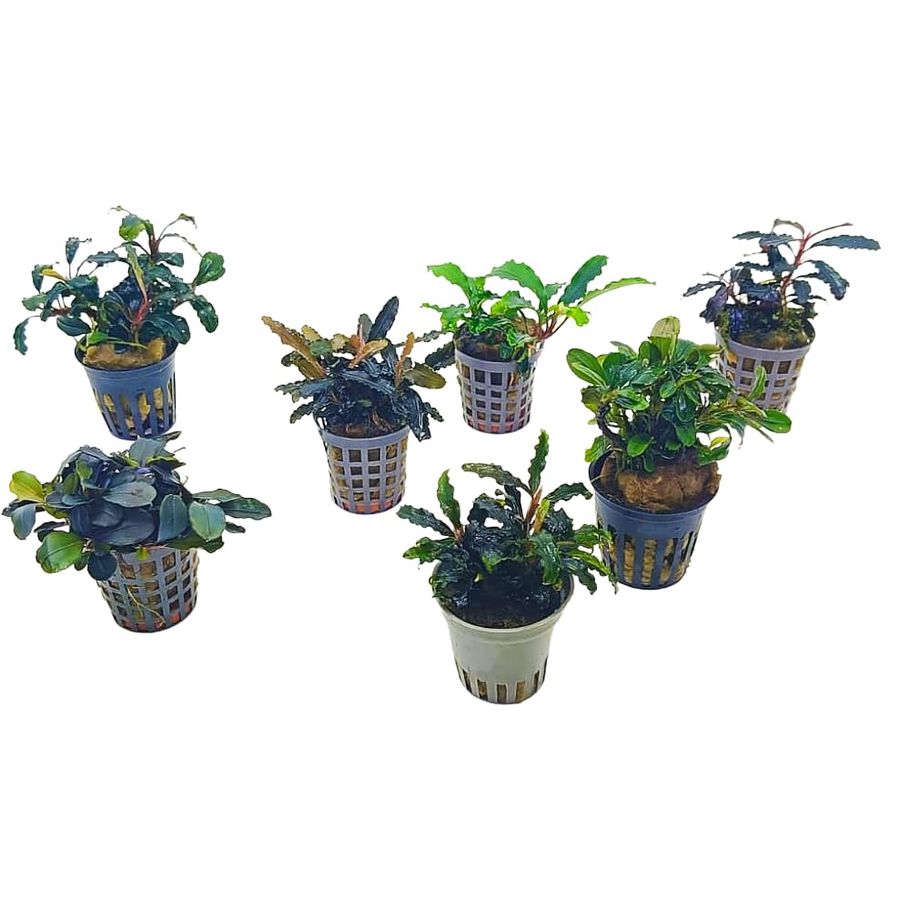 Bucephalandra in Vasetto – Piante Epifite per Acquario Dolce, Crescita Lenta