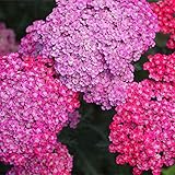 David's Garden Seeds Flower Achillea Yarrow Cerise Queen (Pink) 200 Non-GMO, Heirloom Seeds