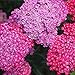 Flower Achillea Yarrow Cerise Queen DW114 (Pink) 1000 Heirloom Seeds by David's Garden Seeds