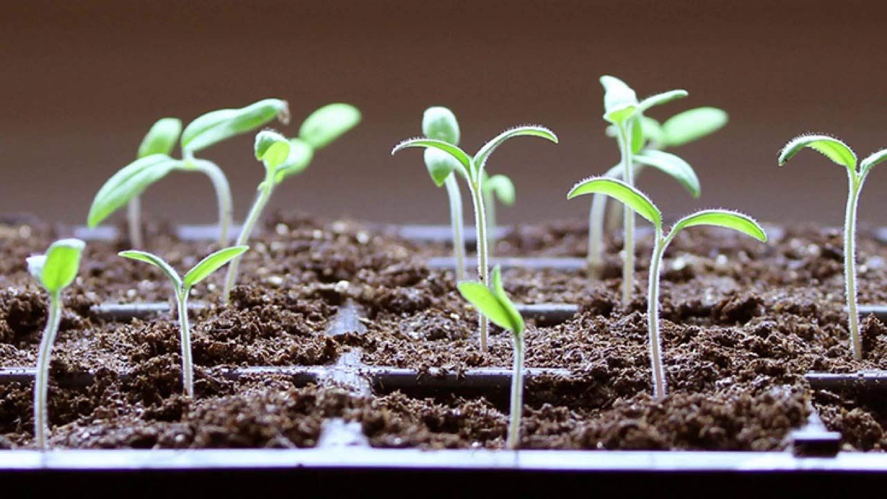 Mini Serra da Balcone germinazione Semi - 72 Alveoli per Semina Set Completo di 3 vaschette 3 cupole e 3 vasi per Semina da 24 vasetti l'uno - miniserra Semi Peperoncino e orto Urbano