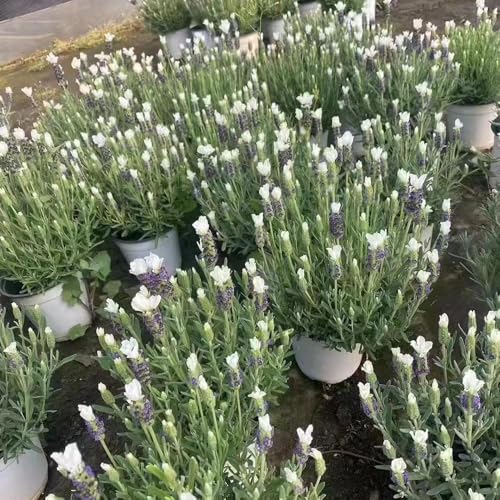 500 piezas Las semillas de lavanda son resistentes de lavanda, balcón con cama elevada perennes resistentes,