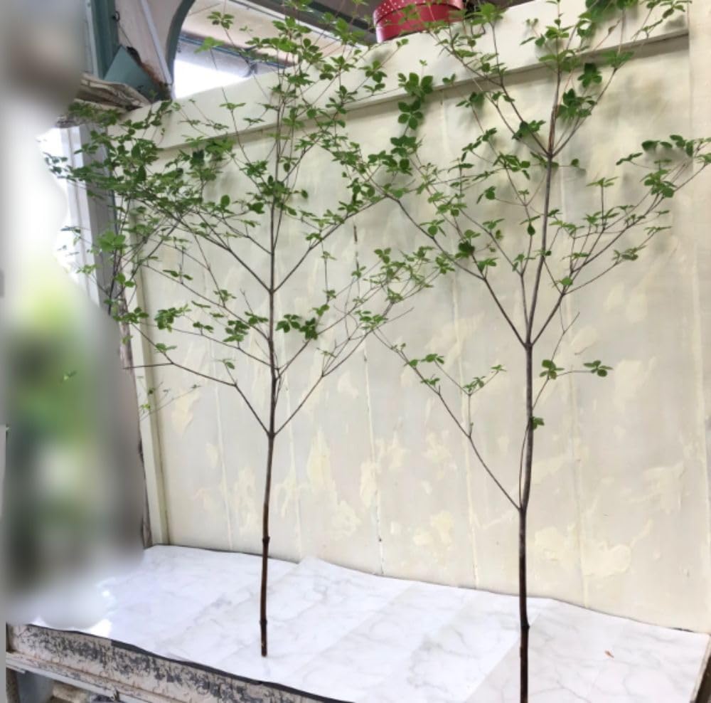 Amazon｜切り枝 ドウダンツツジ 約1m 2本セット 枝もの 花材 グリーン