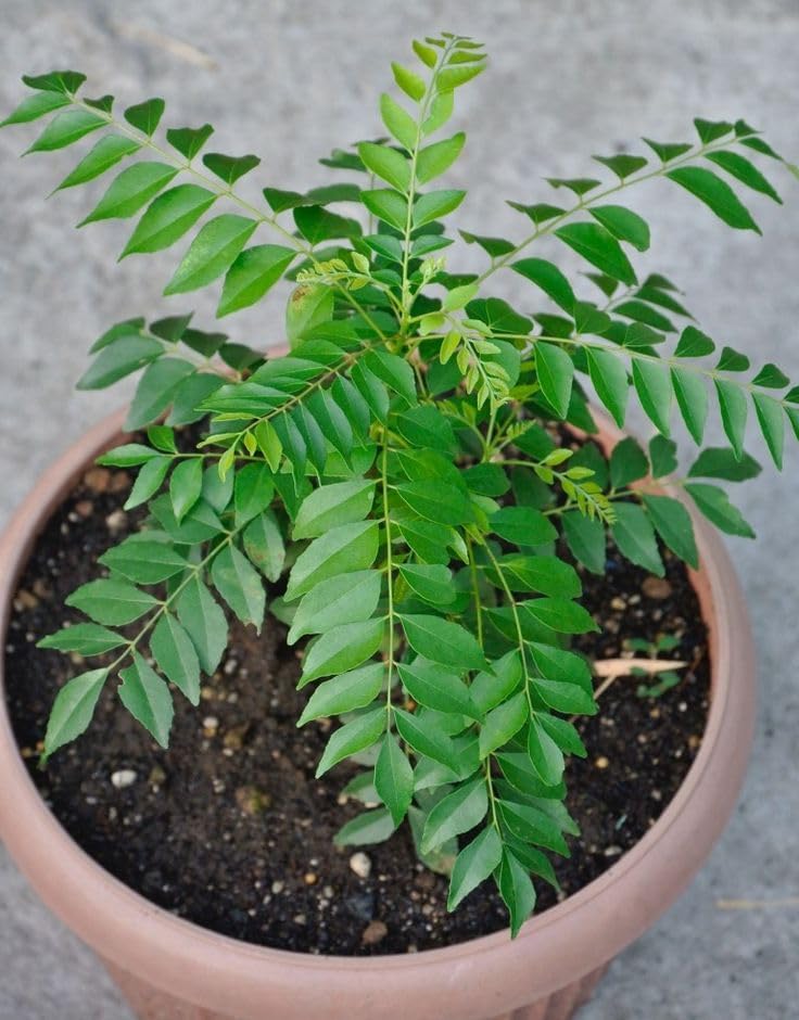 Live Curry Leaf (Curry Patta) Plant for Home Garden, Pack of 1,Outdoor Growing S_(1)