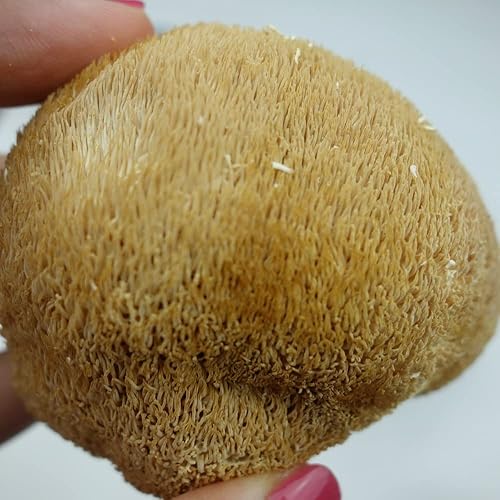 Miniatura 3 de Melena de león seca orgánica, hericium erinaceus hericium erinaceum hericio hongo de dientes de cabeza de oso hongo de cabeza de mono hongo de