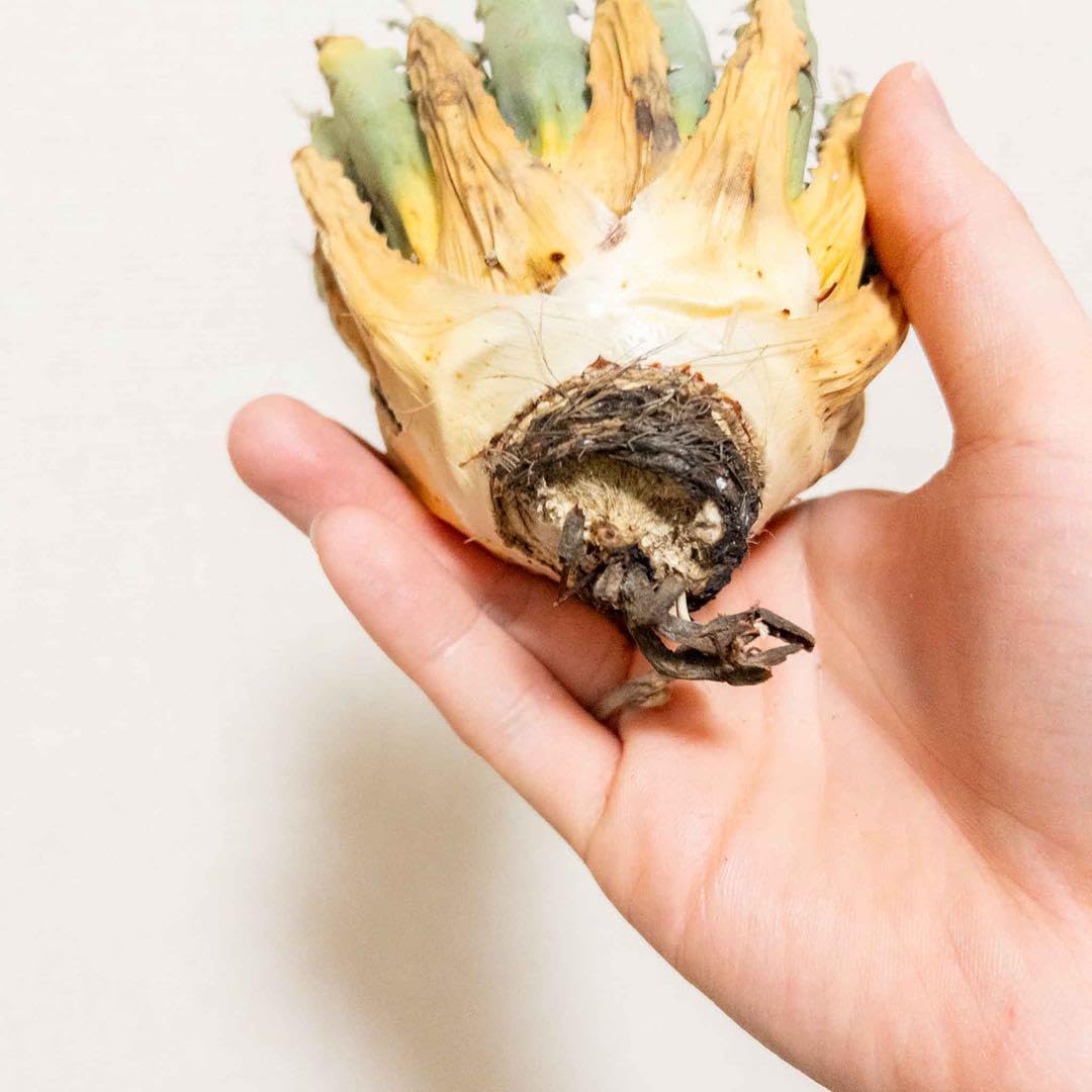 73 ユタエンシス エボリスピナ 現地株 ベアルート 陽炎 アガベ アガベ ユタエンシス エボリスピナ 陽炎 US輸入株のベアルート