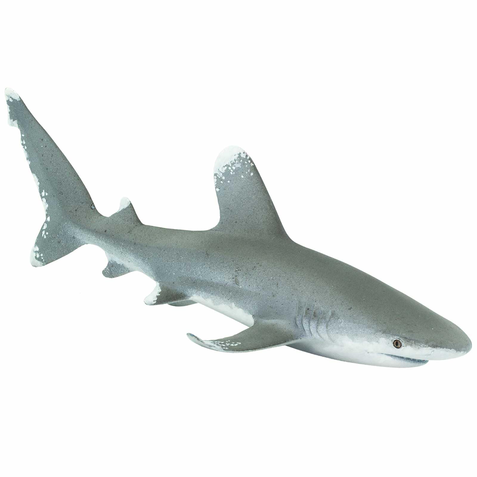 Oceanic Whitetip Shark
