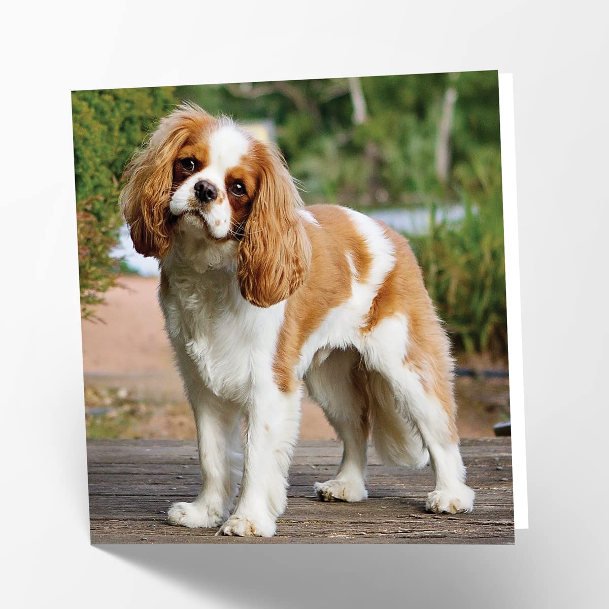 Maturi King Charles Dog Photographic Blank Birthday Greetings Card, 15.5 x 15.5 cm