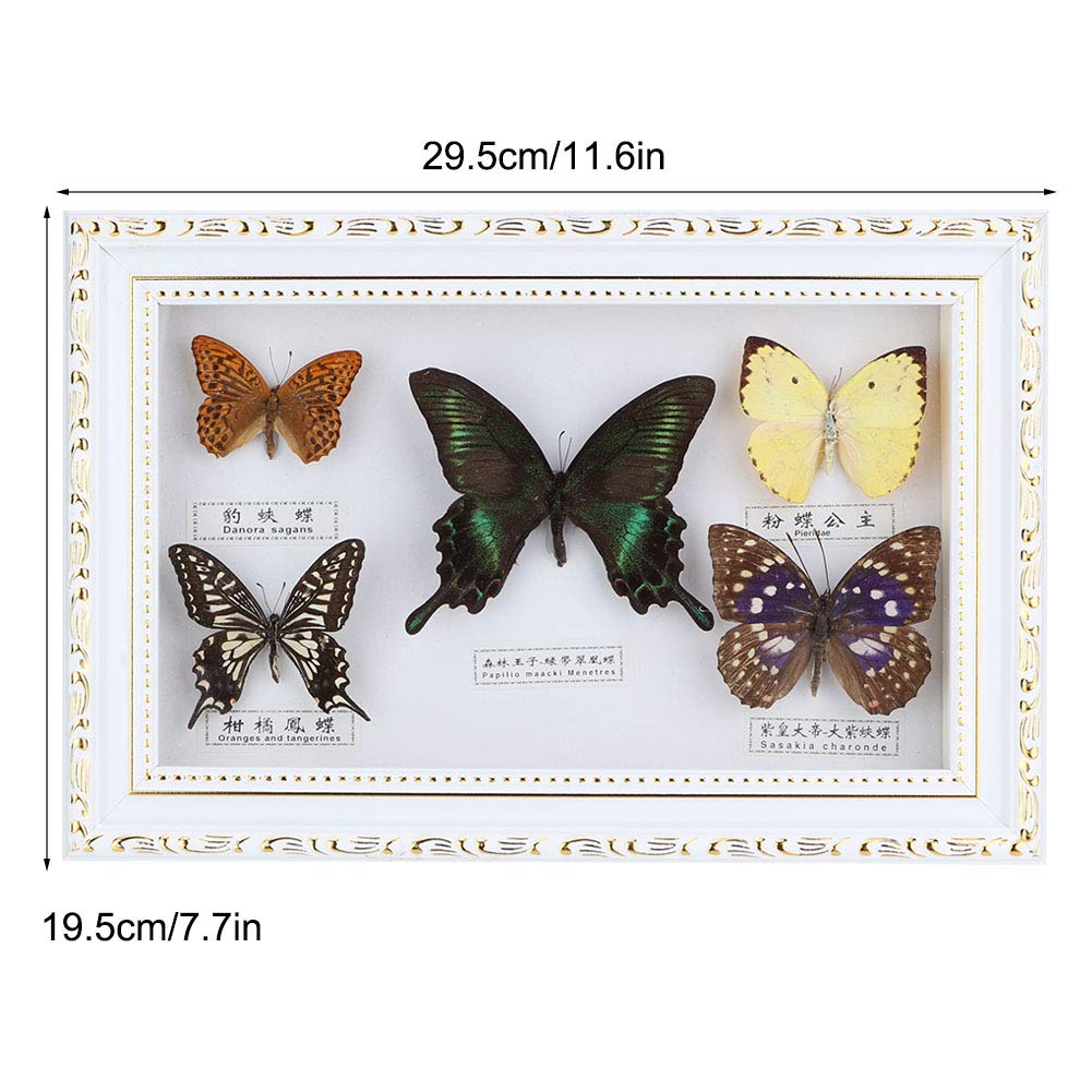 Shanrya Campione, Ornamento per la casa 7,7 * 11,6 * 1,6 in Campioni di Farfalle Vere 5 Pezzi di Farfalle Squisito Esemplare di Farfalle, per Amici colleghi di Famiglia Amante(Scatola Bianca)