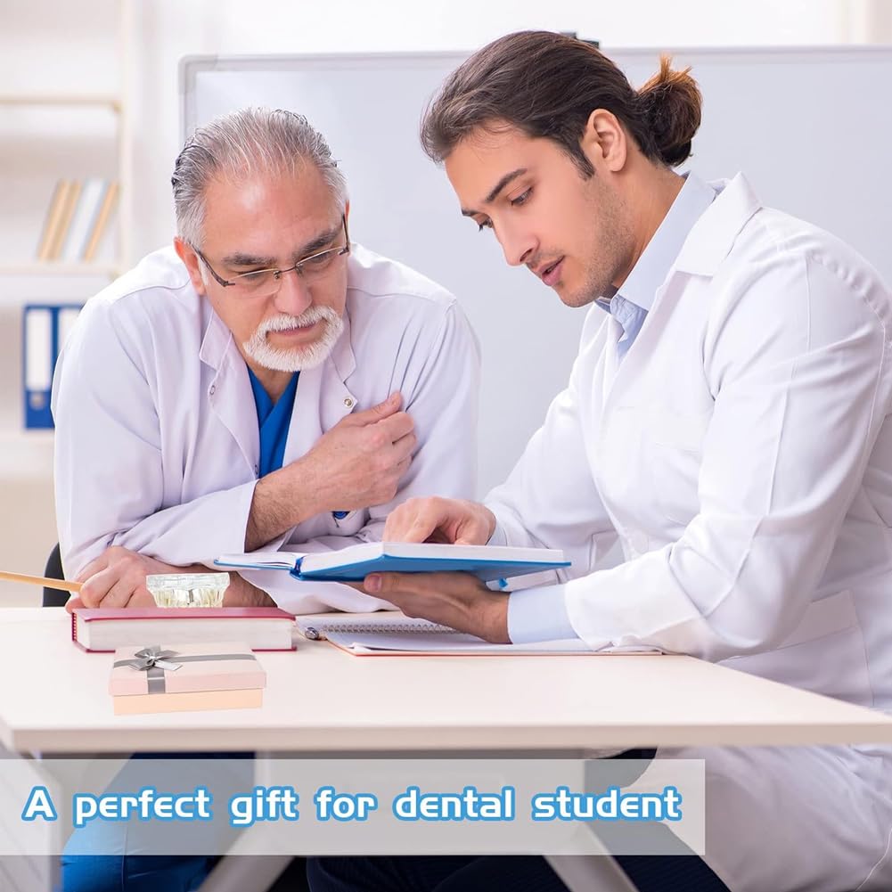Tipodonto Oral Dental Modelo Dental Ortodóntico Estándar con Dentadura de Resina y Alambre Transparente
