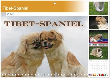 Tibet-Spaniel Monthly Wall Calendar 2026 11.7" x 16.5" open, CALVENDO 14 Month Calendar