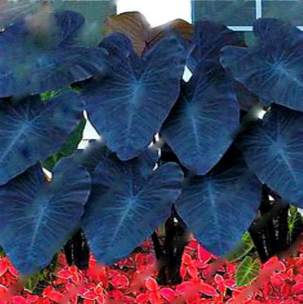 CZ Grain Black Magic Elephant Ear Bulbs