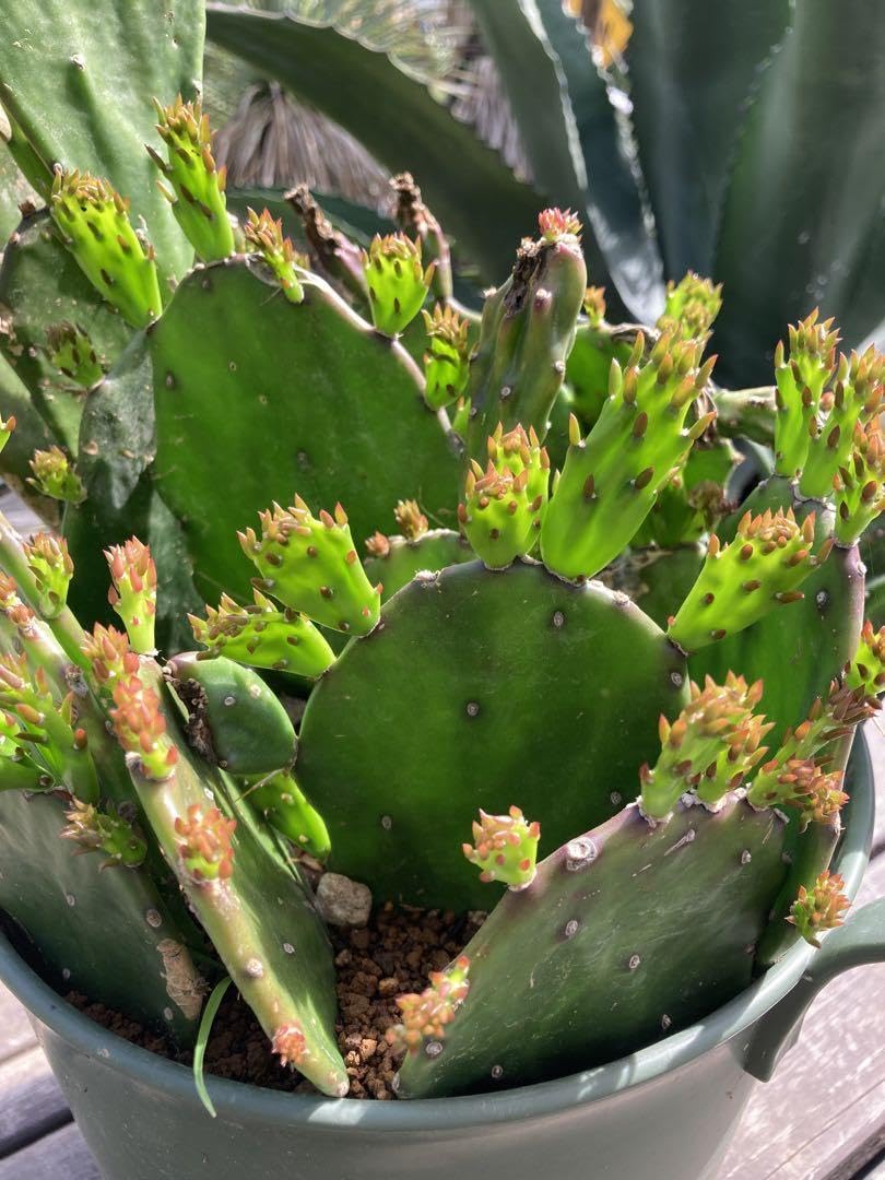 耐寒性オプンチアのフミフサ群生植え◇ドライガーデン多肉サボテン島