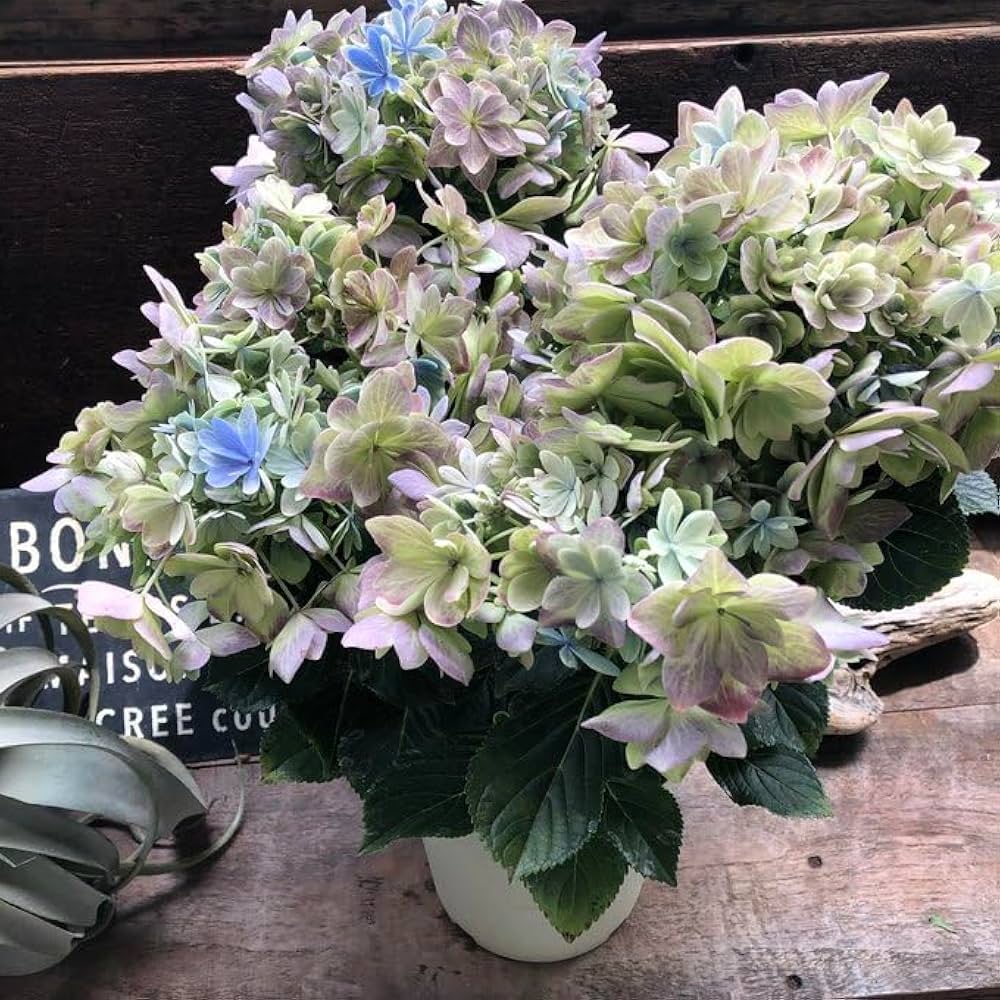 感謝SALEアンティーク紫陽花のブルーオレンジリース　矢車菊　ブルーファンタジア 感謝SALEアンティーク紫陽花のブルーオレンジリース矢車菊ブルー