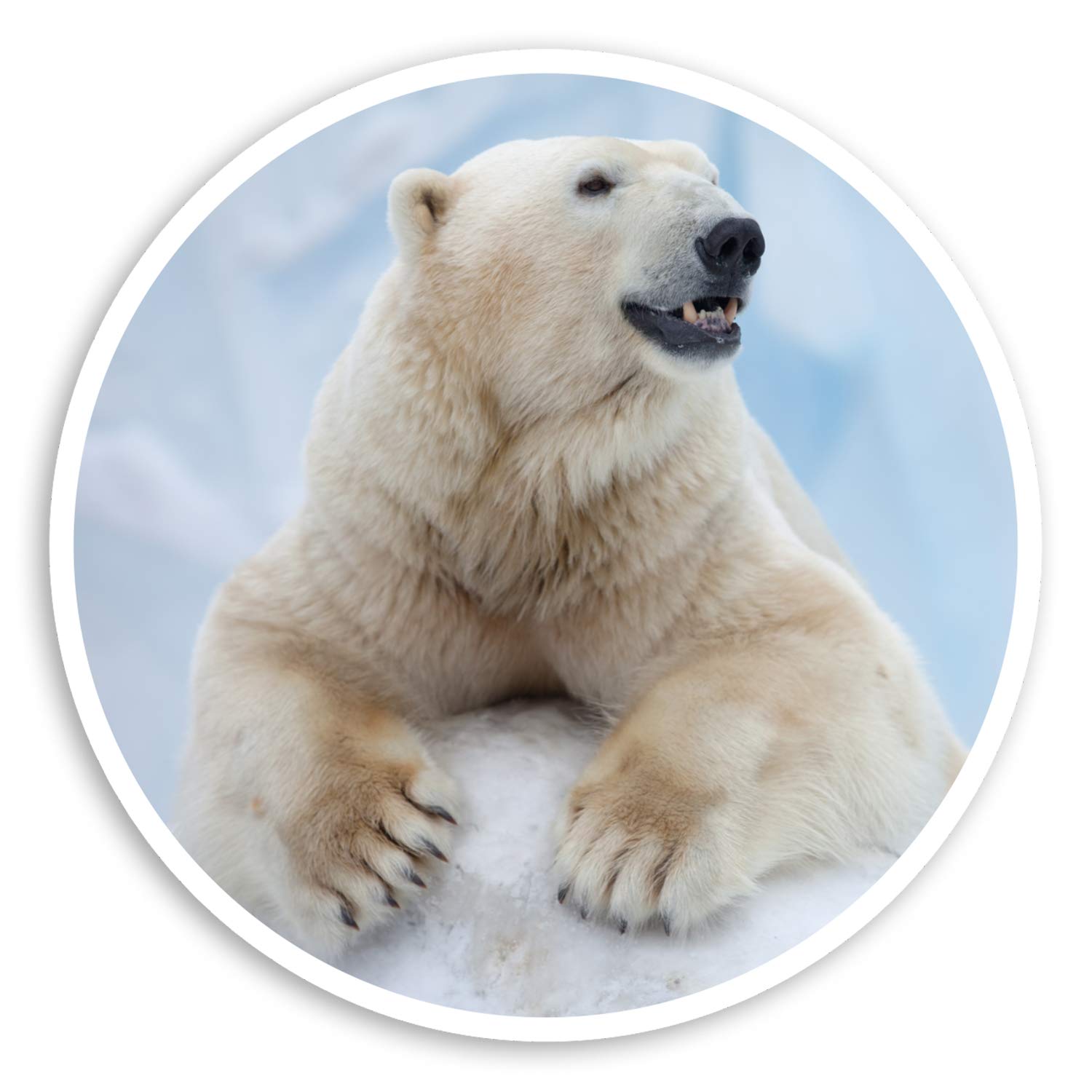 Destination Vinyl Ltd Multi 2 X 10Cm Wild Polar Bear Vinyl Stickers - Animal Arctic Laptop Sticker #30160 (10Cm Wide)