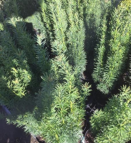 Schmale Säuleneibe Eibe Taxus baccata Fastigiata Robusta ca. 10-25 cm 0,5 L Topf