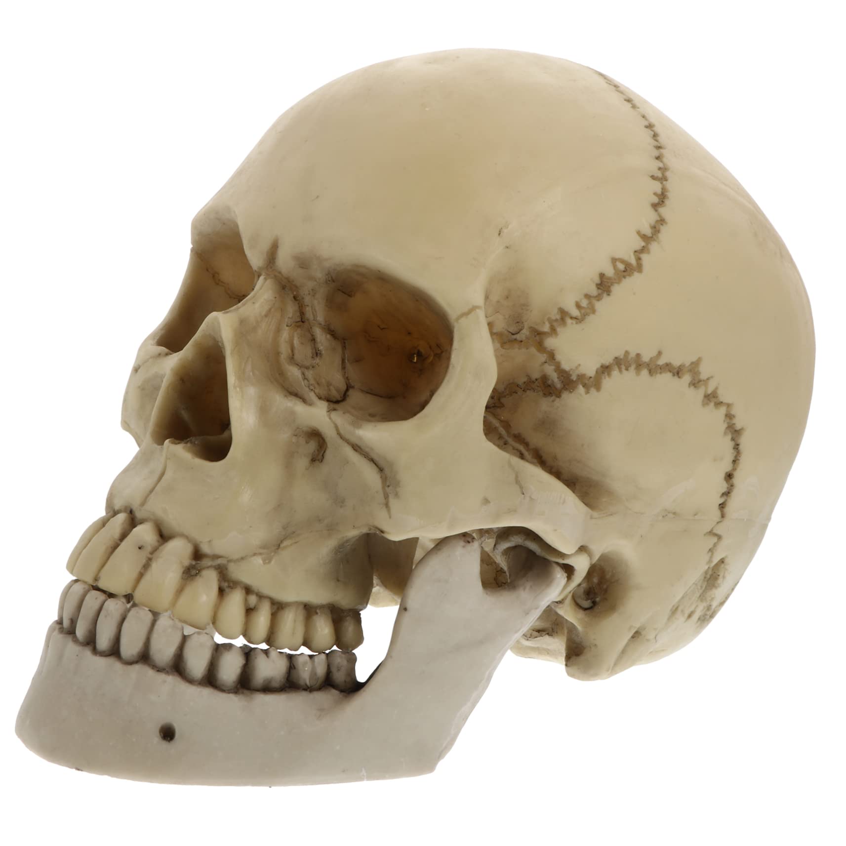 1 Pieza de Cráneo de Resina Estatua Decorativa para Halloween Cráneo Adulto con Mandíbula Móvil Ornamentación de Fiesta Resistente y Duradera