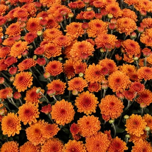 Image of Pink Daisy Live Plant | Pink Snowball Chandramallika Chrysanthemum Flower Plant with Pot | Live Outdoor Flowering Plant for Home Garden Balcony