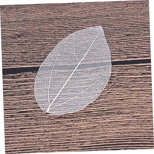 6 Pack de Hojas Secas Naturales para Manualidades miniatura 6