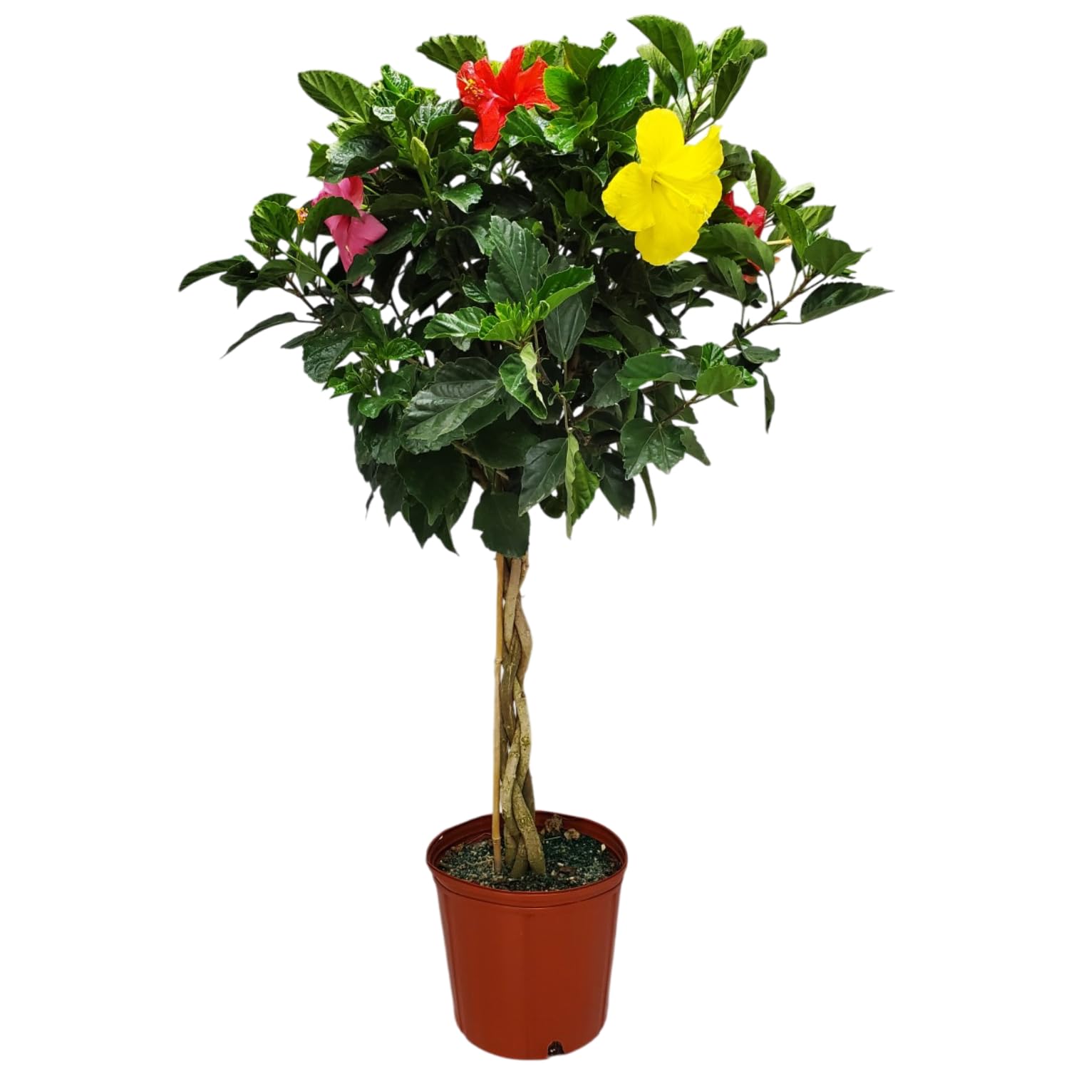 Braided Hibiscus Tree - Mixed (3 to 4 Flower Colors) - Overall Height 36" to 42" - Tropical Plants of Florida