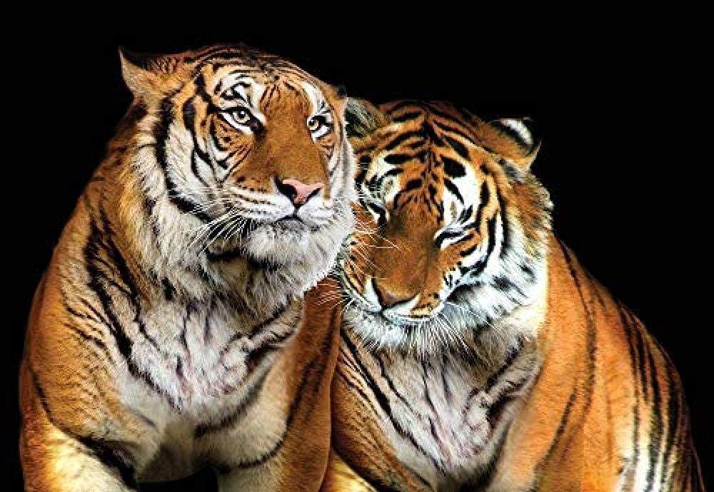 Xlming 200Cm×140Cm Zzxiao Wallpaper 3D Love Tiger Mural Animals And Lifestyle Living Room Bedroom Tv Sofa Background Wall Mural 3D Wallpaper Paste Living Room The Wall For Bedroom Mural Border