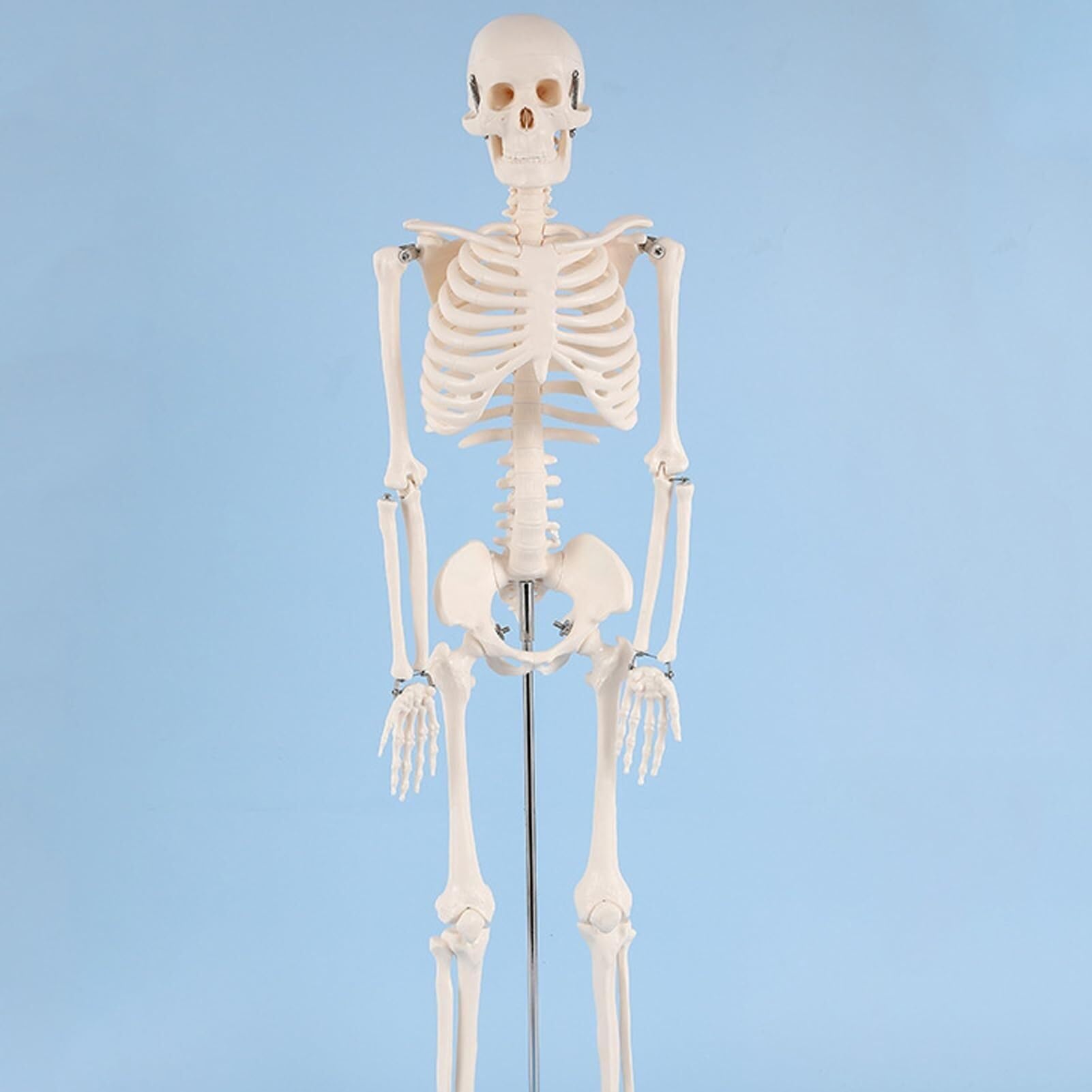 Produits Modèle De Squelette Humain Anatomique, Modèle De Squelette Humain pour Dissection, pour Rééducation Médicale Et Exposition, 1/2 Taille Réelle, 85 Cm A,Flesh