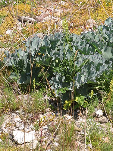 Jarmuż morski (Crambe maritima) 10 nasion Jarmuż morski Jarmuż plażowy Jarmuż przybrzeżny