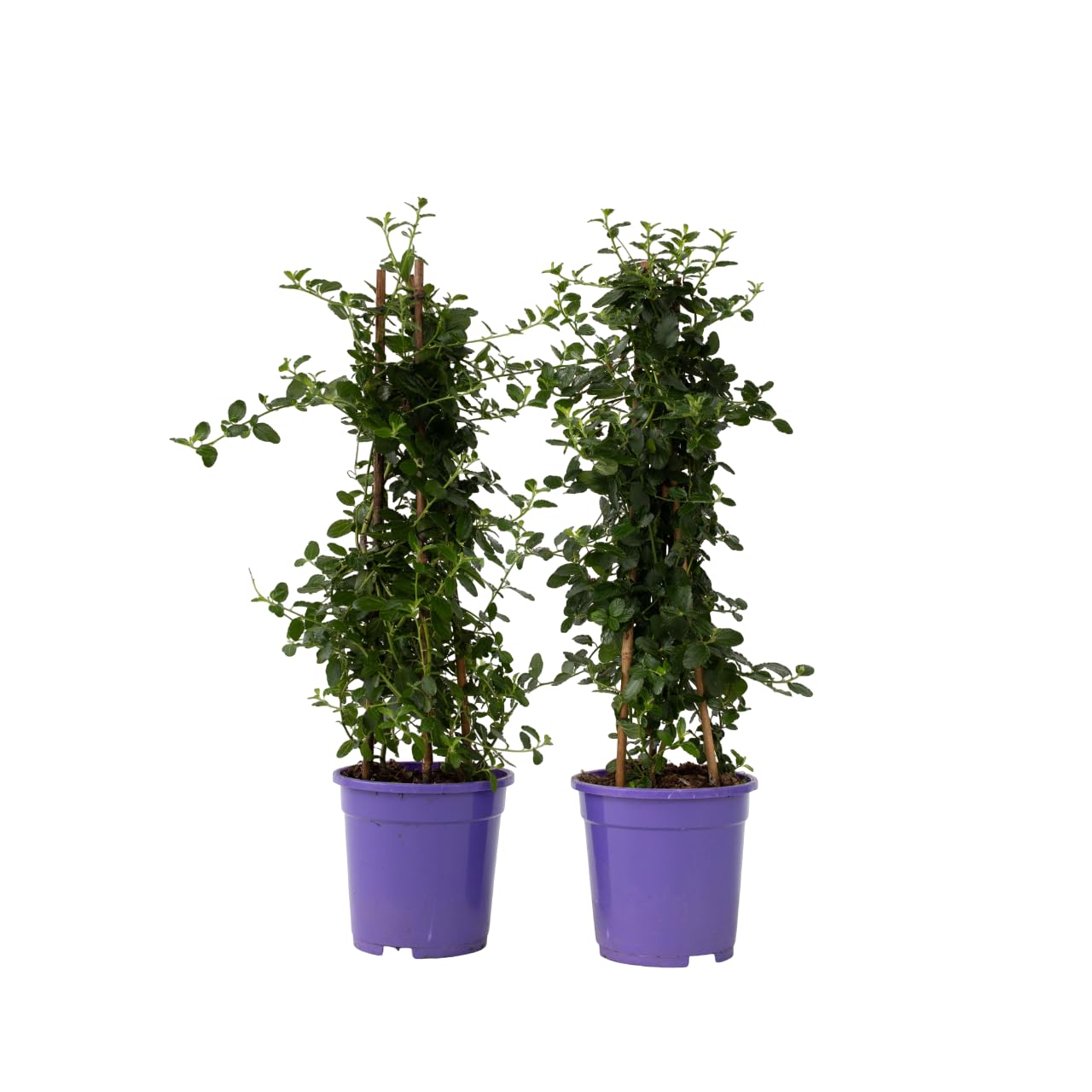 Plant in a Box - Ceanothus thyrsiflorus Repens - Set de 2 - Floración primaveral - Hojas brillantes - Arbusto perennifolio - Maceta 17cm - Altura 60-70cm