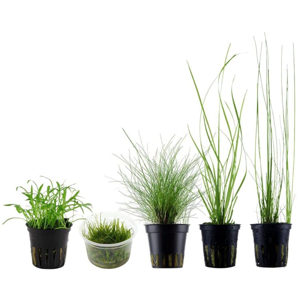 AquaOne Juego de 5 plantas acuáticas, hierba, plantas de acuario, con