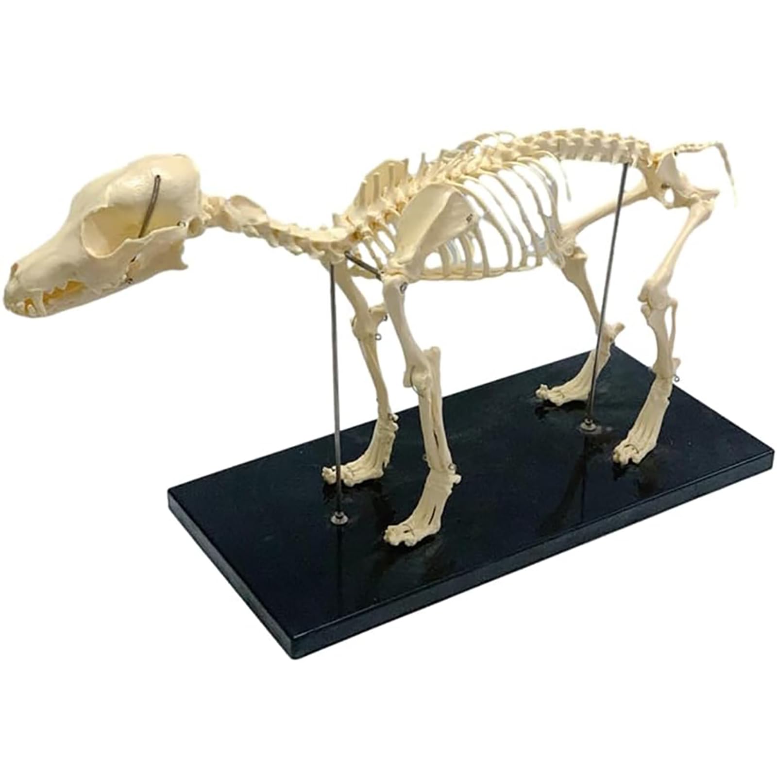 Generisch Hundeskelett-Modell, Hund Anatomie Tier Lehrmodell, für Labor Veterinär Lehr-Demonstrationswerkzeug