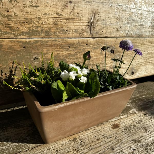 Amazon｜季節の寄せ植え 立性 スクエア イタリア製テラコッタ鉢