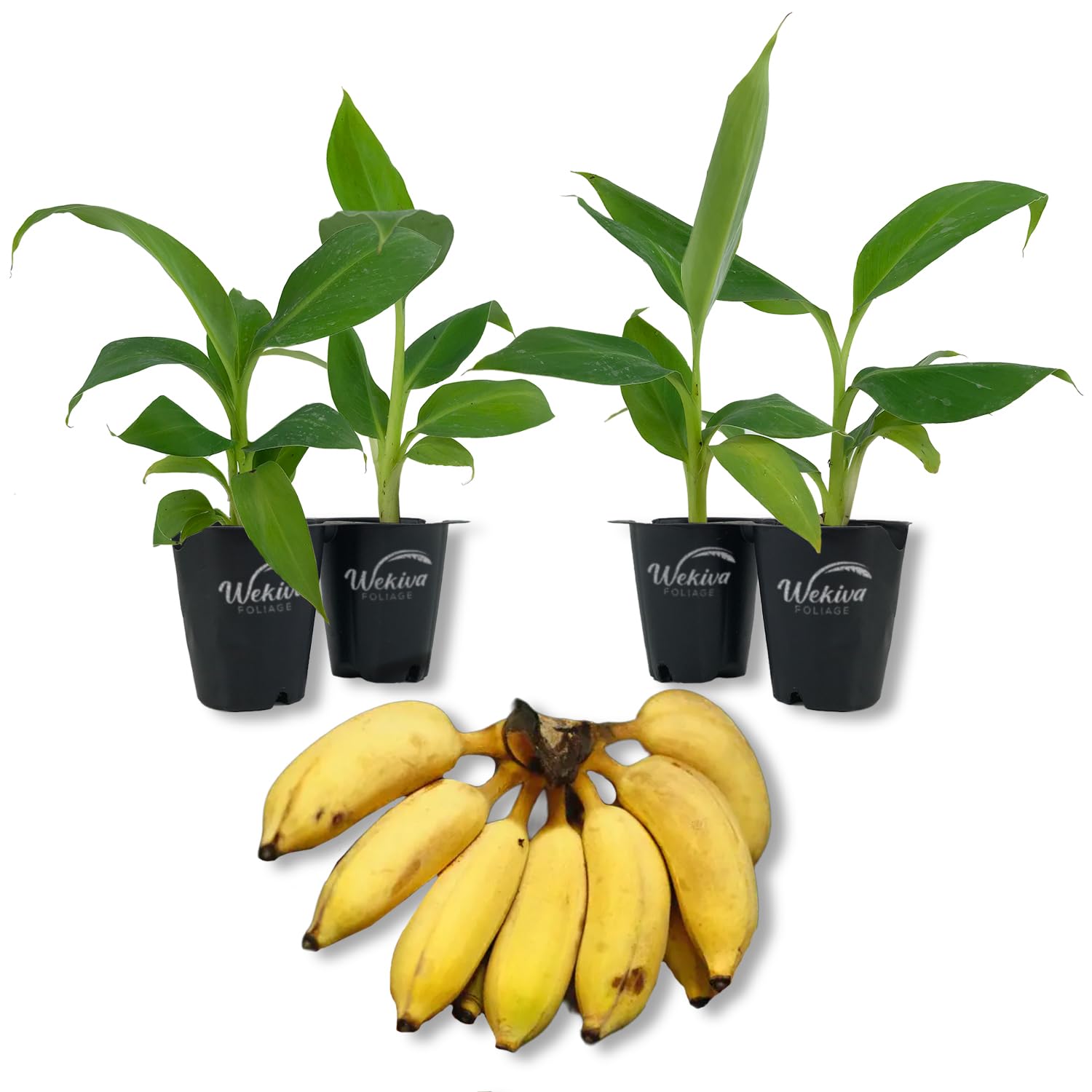 Wekiva Foliage Goldfinger Banana Tree