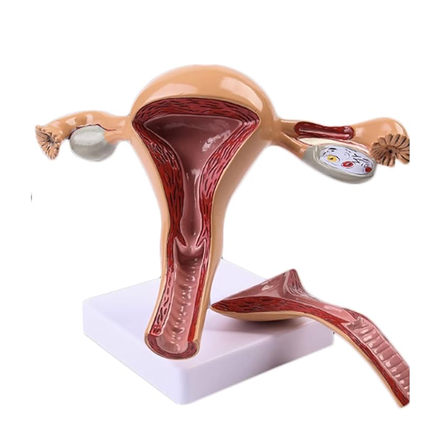 Amazon.co.jp: 子宮模型 卵巣 膣 女性内外生殖器模型 生殖婦人科