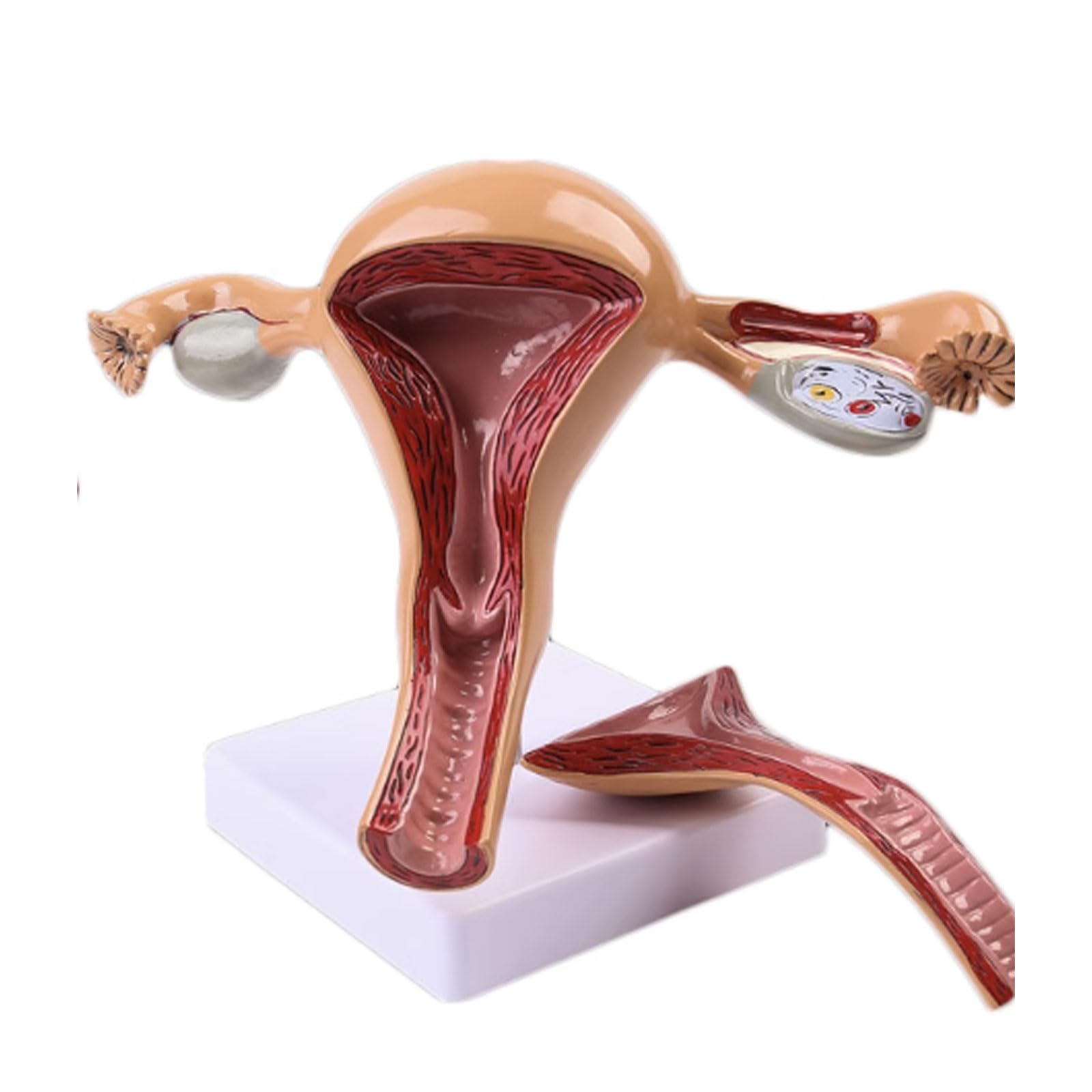1、医療用 模型 子宮 解剖学的女性生殖器模型 木製ケース入り 送料込みで発送 楽天市場】女性生殖器 子宮モデル 女性生殖器モデル 卵巣モデル