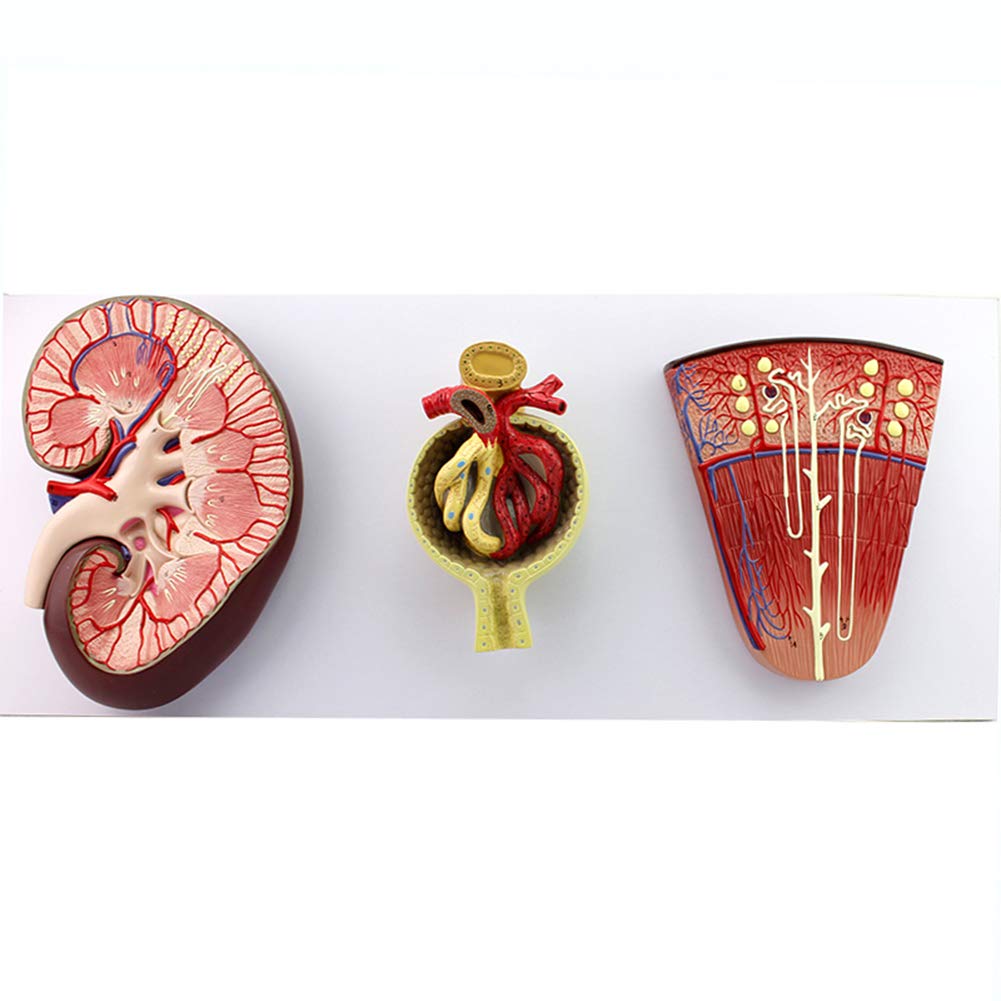 Human Body Kidney Model Display Nephron Kidney Profile Glomerular Zoom in Model Organ Organization Structure Anatomy Medicine Teaching Props