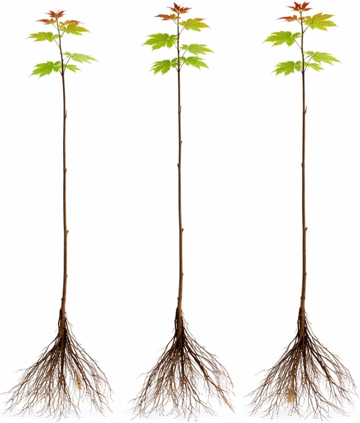 3 Pack Red Maple Trees (Acer rubrum) – Live Hardy Shade Trees, Vibrant Red Foliage, Fast Growing Landscape Trees for Yard & Garden