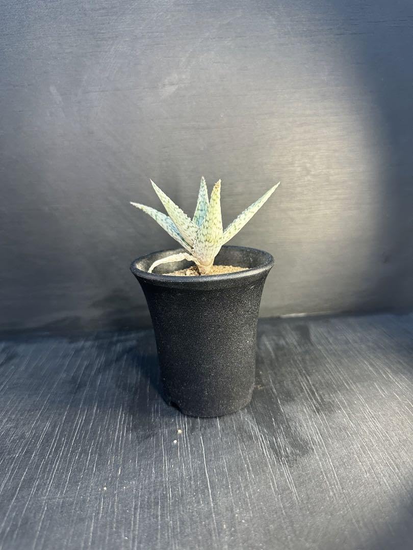 Amazon.co.jp: アロエ ホワイトフォックス Aloe rauhii 'White Fox