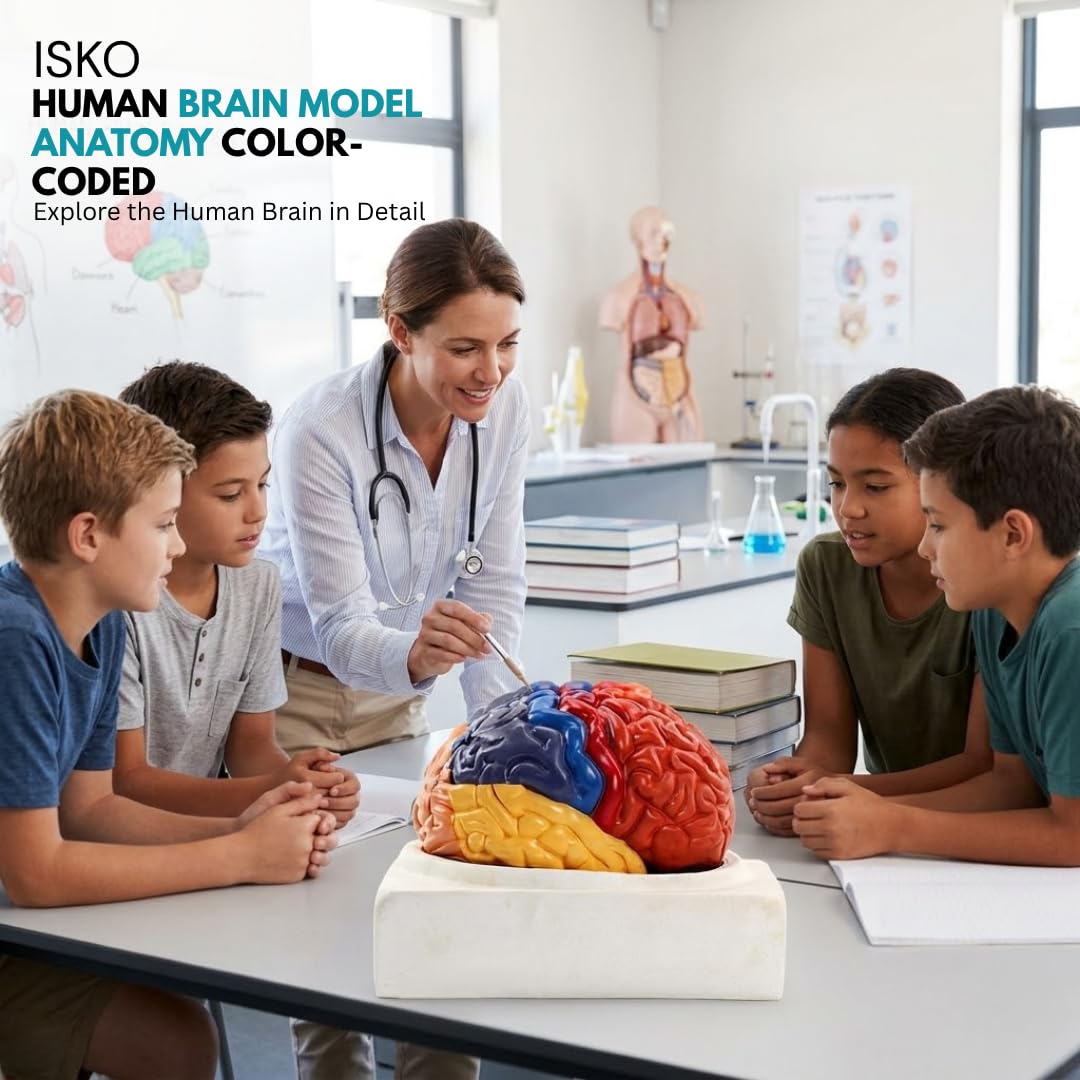 ISKO® Human Brain Model Anatomy Color-Coded Life Size Teaching Anatomy of Brain for Science Classroom Study Display Teaching With Human Brain Anatomical Model with Magnetic parts