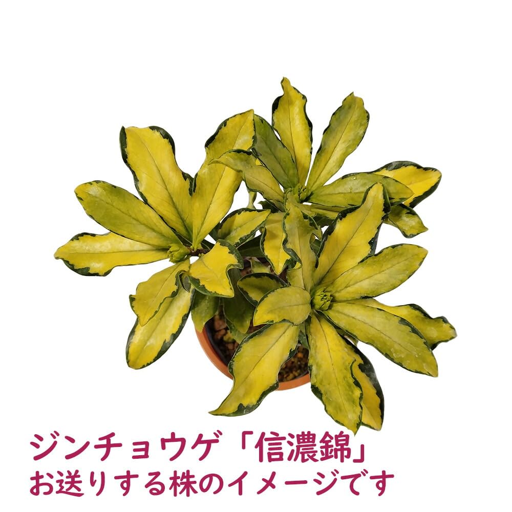 Amazon.co.jp: ジンチョウゲ『 信濃錦 (しなのにしき) 』4号鉢 樹高約