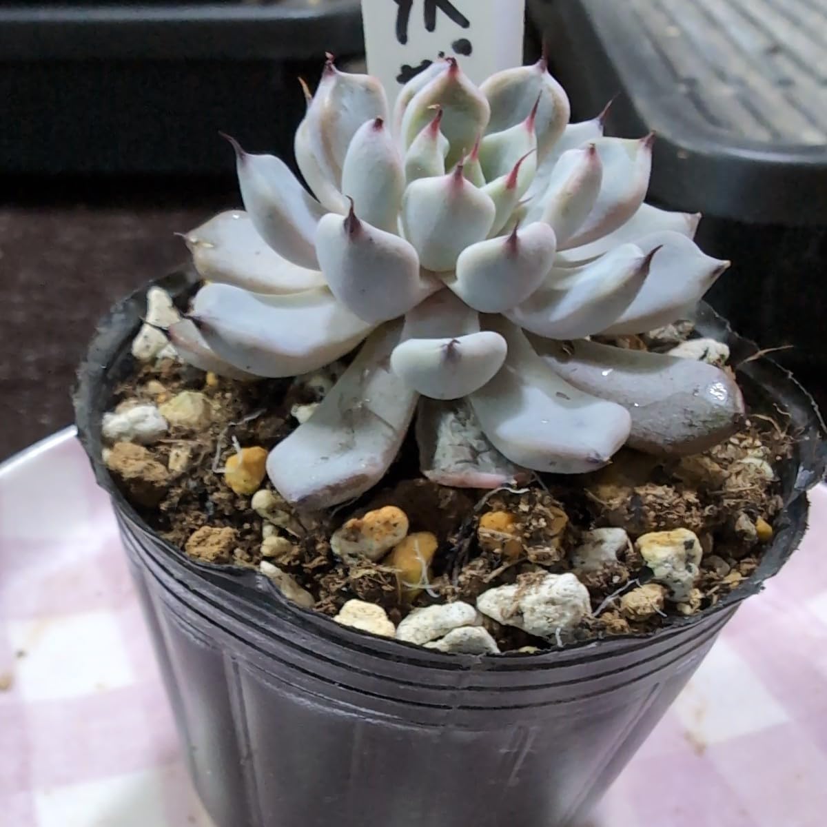 Amazon.co.jp: 多肉植物 エケベリア 黒爪ザラゴーサ ヤ即7 201 : おもちゃ